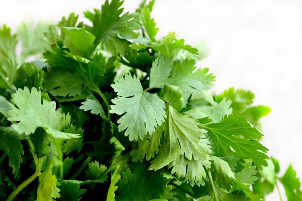 Cilantro Pza.