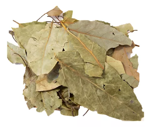 Hoja de Aguacatillo Pza.
