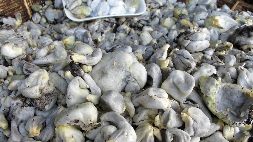 Huitlacoche Kg.