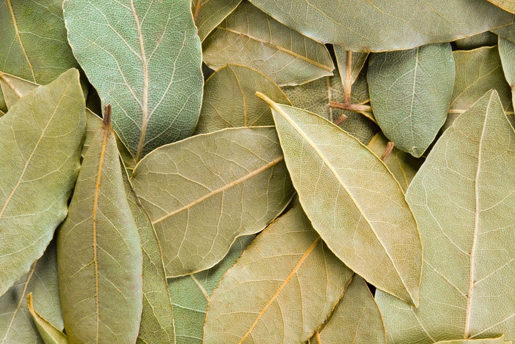 Laurel Kg.