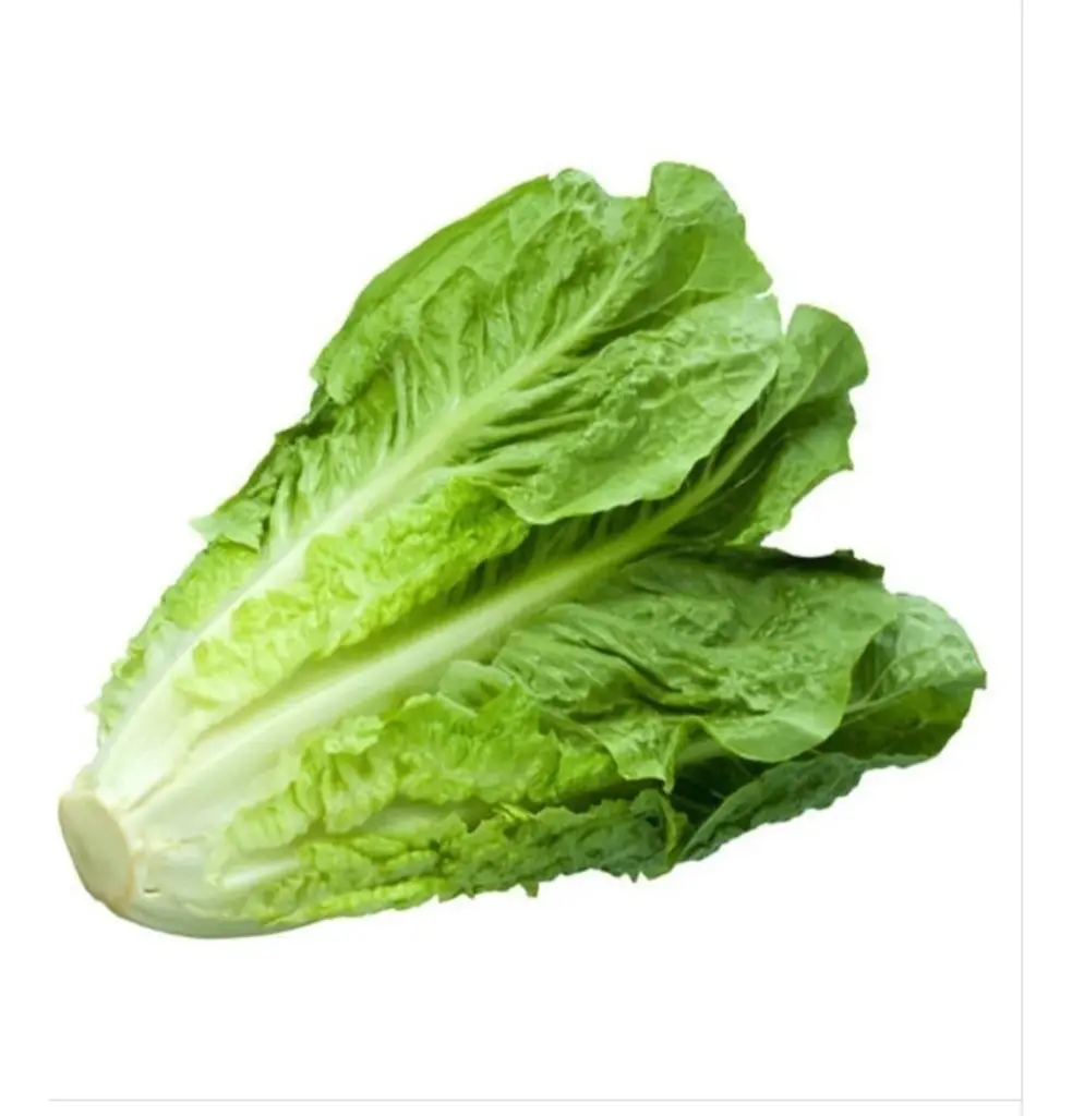 Lechuga Orejona Pza.