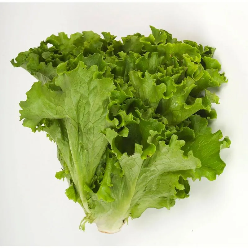 Lechuga Escarola Pza.