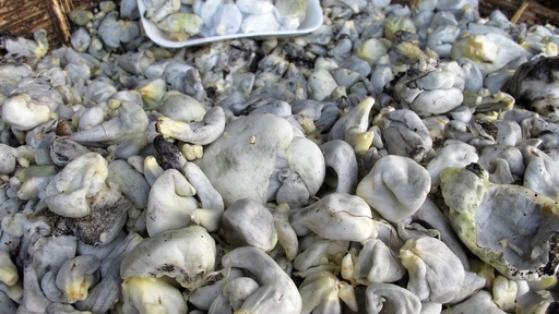 Huitlacoche Kg.
