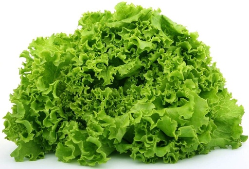 Lechuga Italiana Pza.
