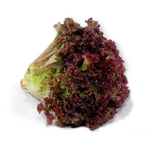 Lechuga Sangría Pza. 